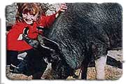 Kids will have fun in the Pets Corner at Larchill Arcadian Gardens